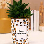 Super Maîtresse - Plante Haworthia varié