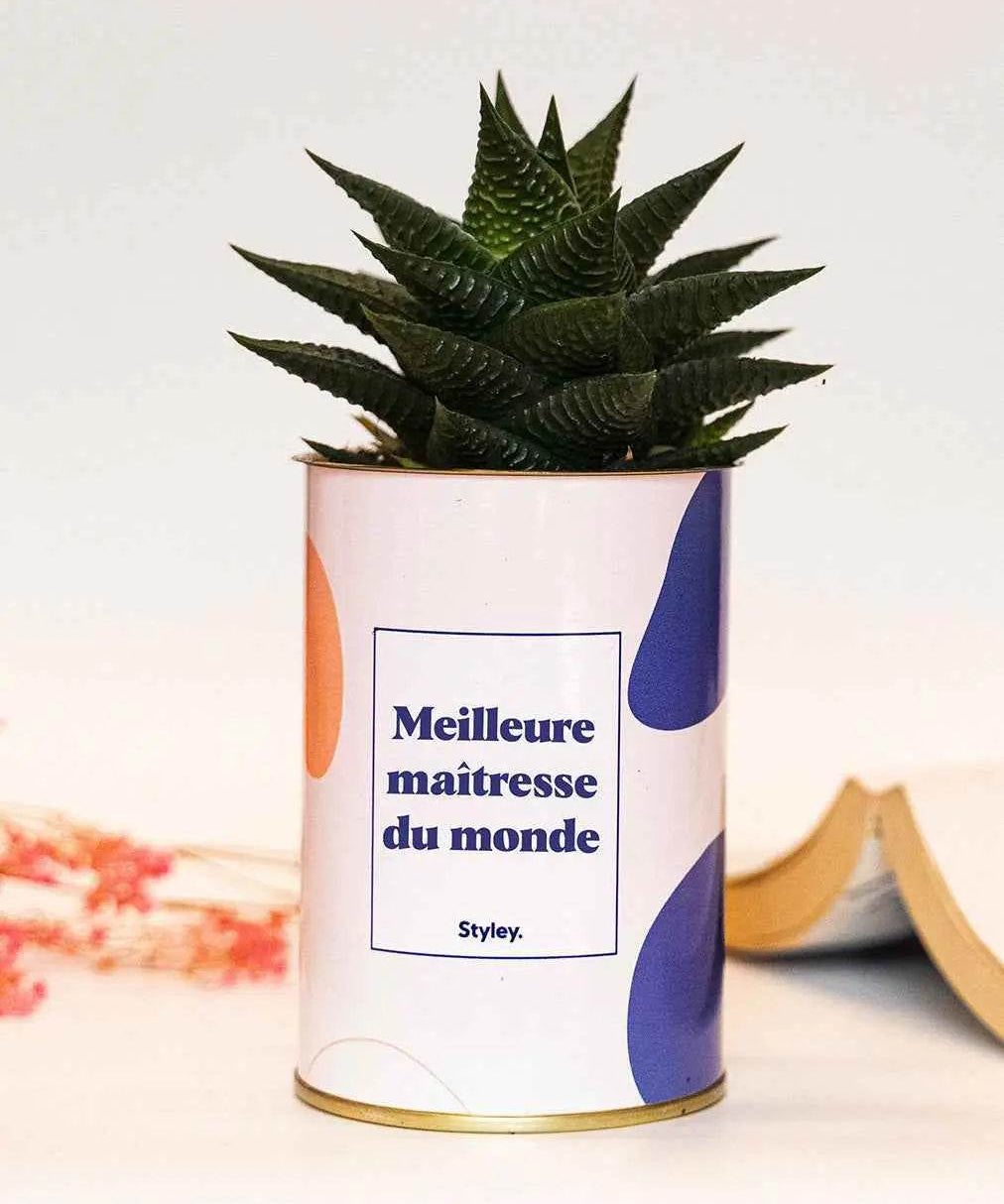 Meilleure maîtresse du monde - Plante Haworthia varié
