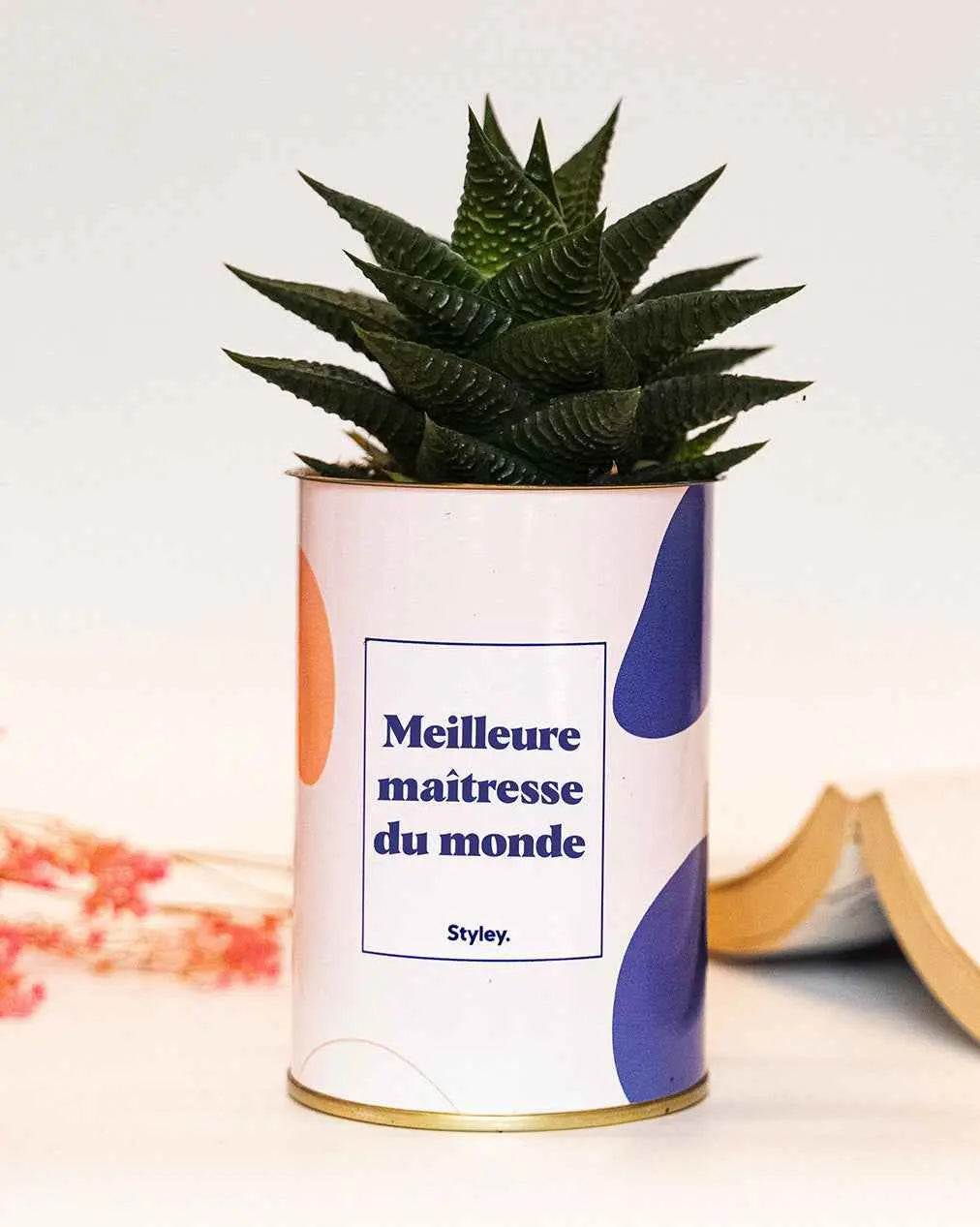 Meilleure maîtresse du monde - Plante Haworthia varié