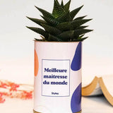 Meilleure maîtresse du monde - Plante Haworthia varié