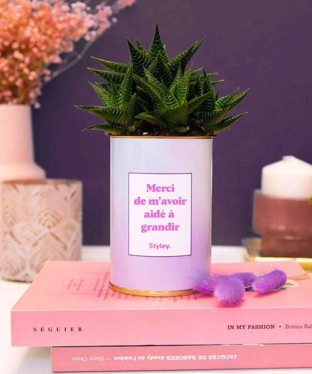Merci de m'avoir aidé à grandir - Plante Haworthia varié