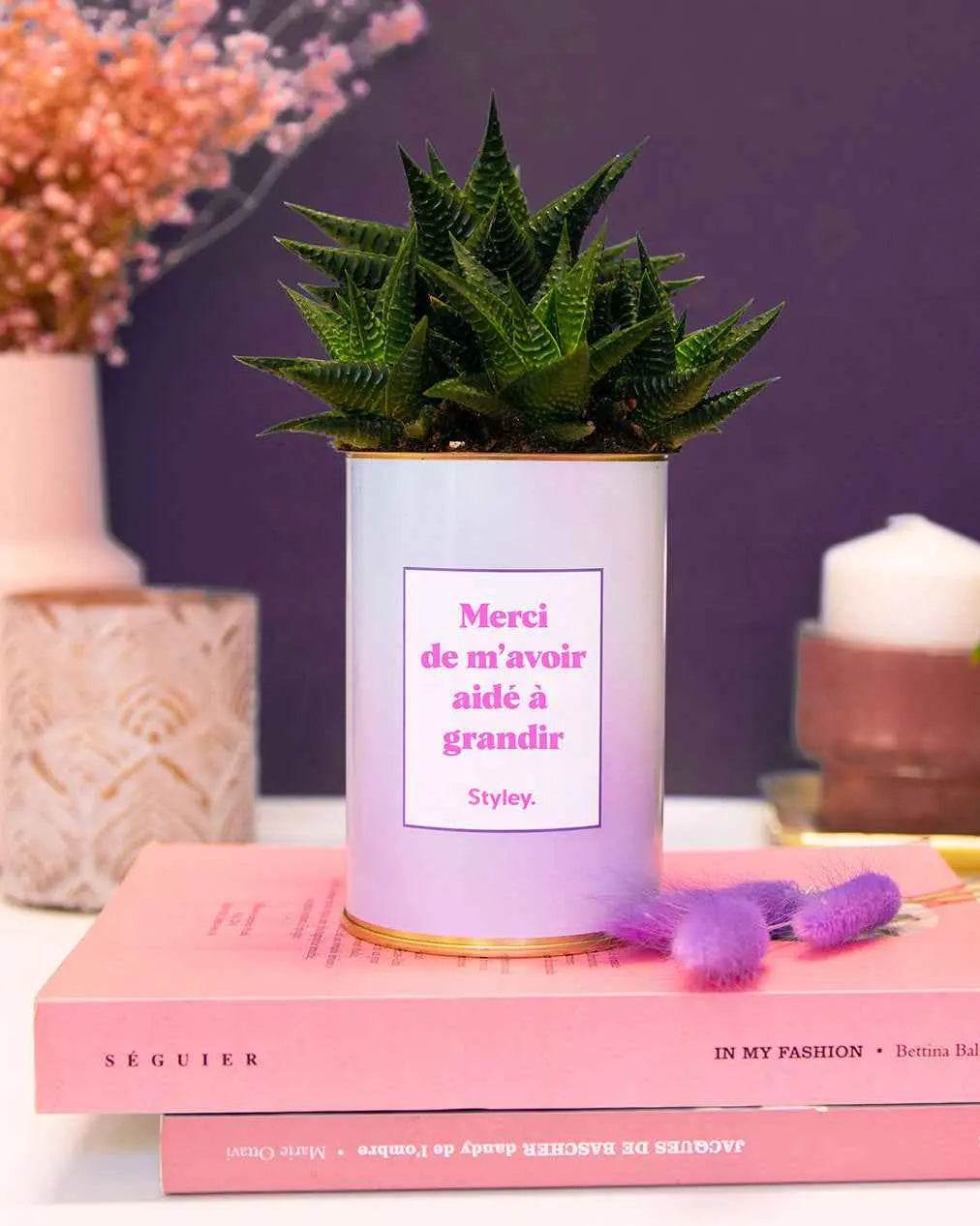 Merci de m'avoir aidé à grandir - Plante Haworthia varié
