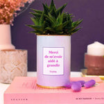 Merci de m'avoir aidé à grandir - Plante Haworthia varié