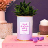 Merci de m'avoir aidé à grandir - Plante Haworthia varié