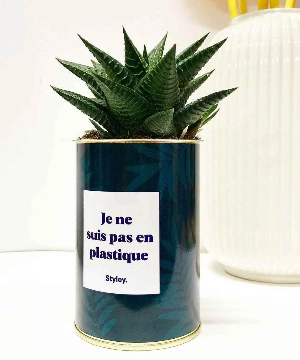 Je ne suis pas en plastique - Plante Haworthia varié