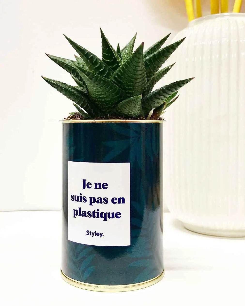 Je ne suis pas en plastique - Plante Haworthia varié