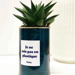 Je ne suis pas en plastique - Plante Haworthia varié