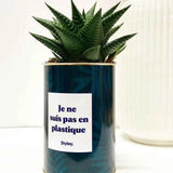 Je ne suis pas en plastique - Plante Haworthia varié