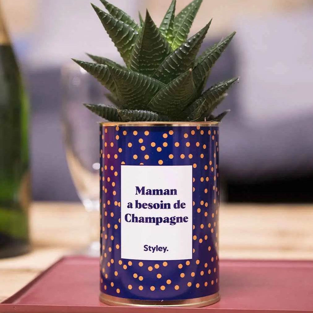 Maman a besoin de champagne - Plante Haworthia varié