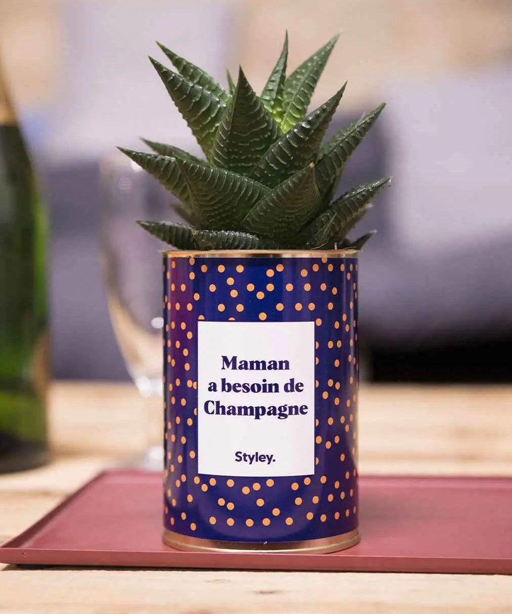 Maman a besoin de champagne - Plante Haworthia varié