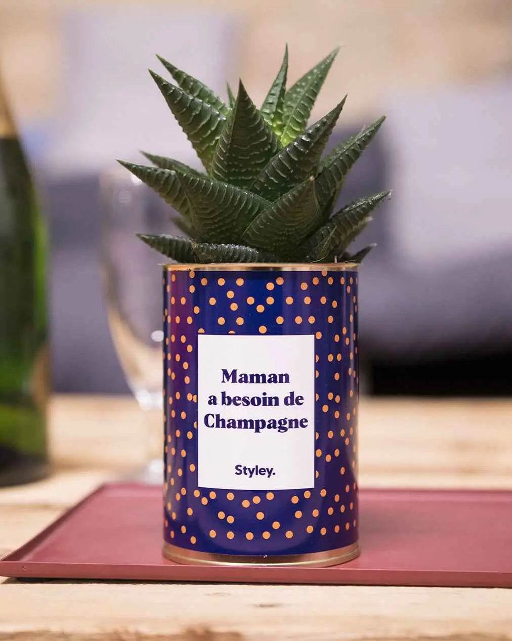 Maman a besoin de champagne - Plante Haworthia varié