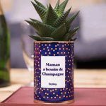 Maman a besoin de champagne - Plante Haworthia varié