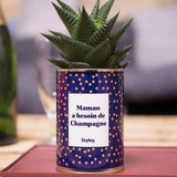 Maman a besoin de champagne - Plante Haworthia varié