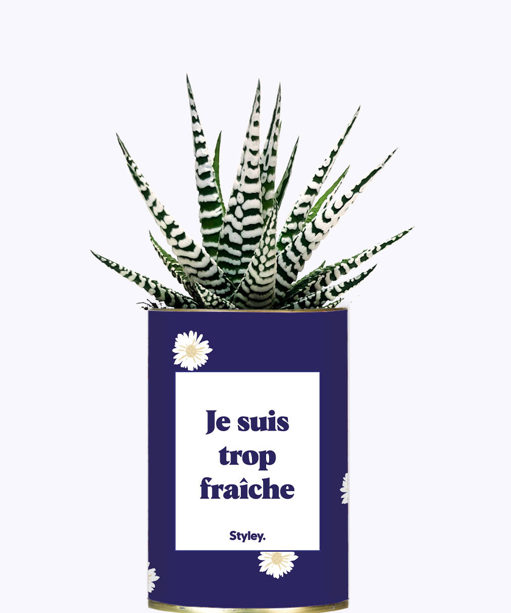 Je suis trop fraîche - Cactus