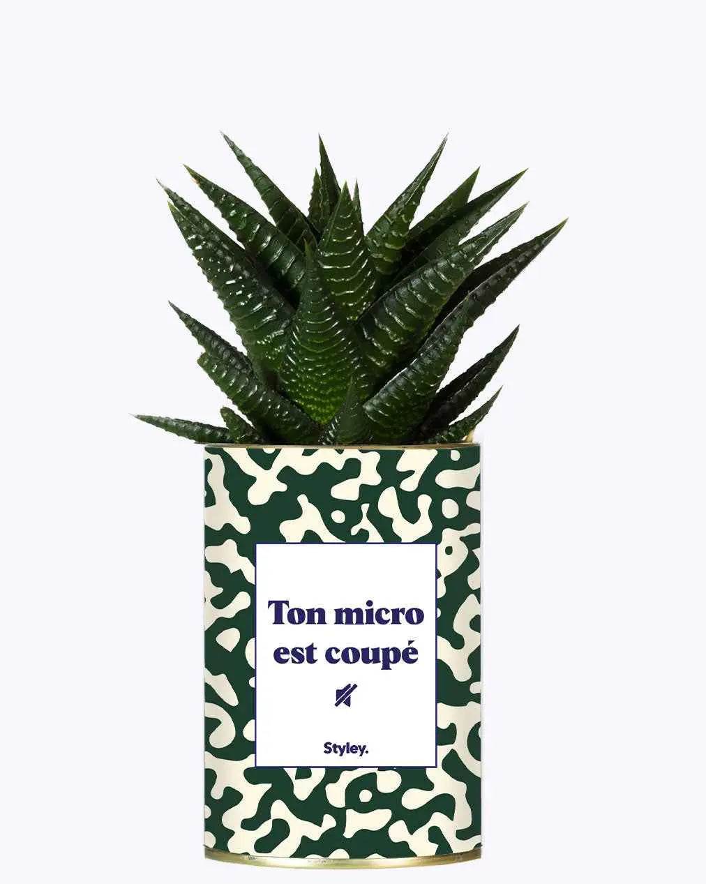 Ton micro est coupé - Plante Haworthia varié