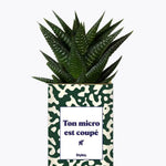 Ton micro est coupé - Plante Haworthia varié