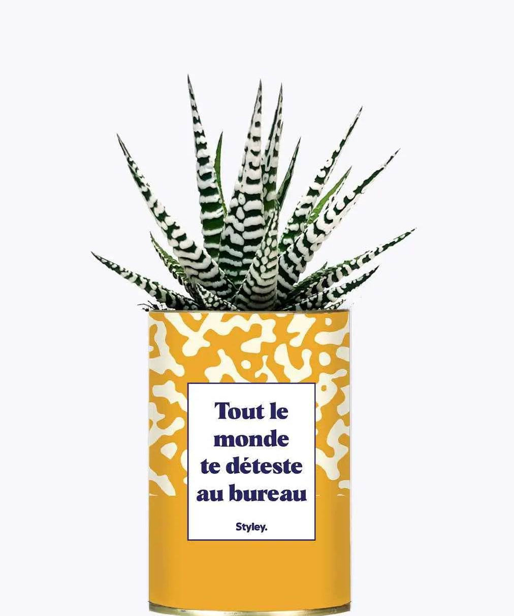 Tout le monde te déteste au bureau - Plante Haworthia varié