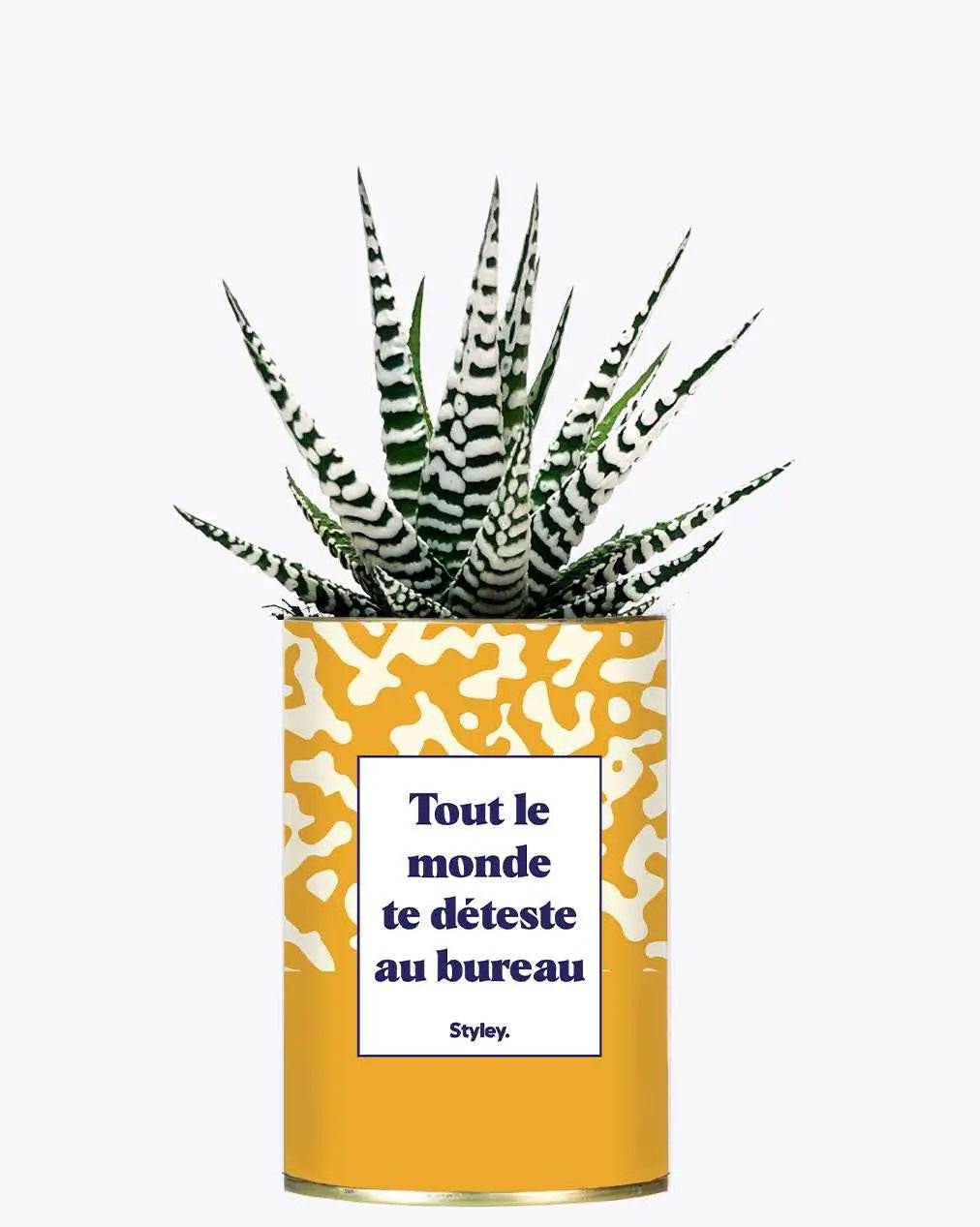 Tout le monde te déteste au bureau - Plante Haworthia varié