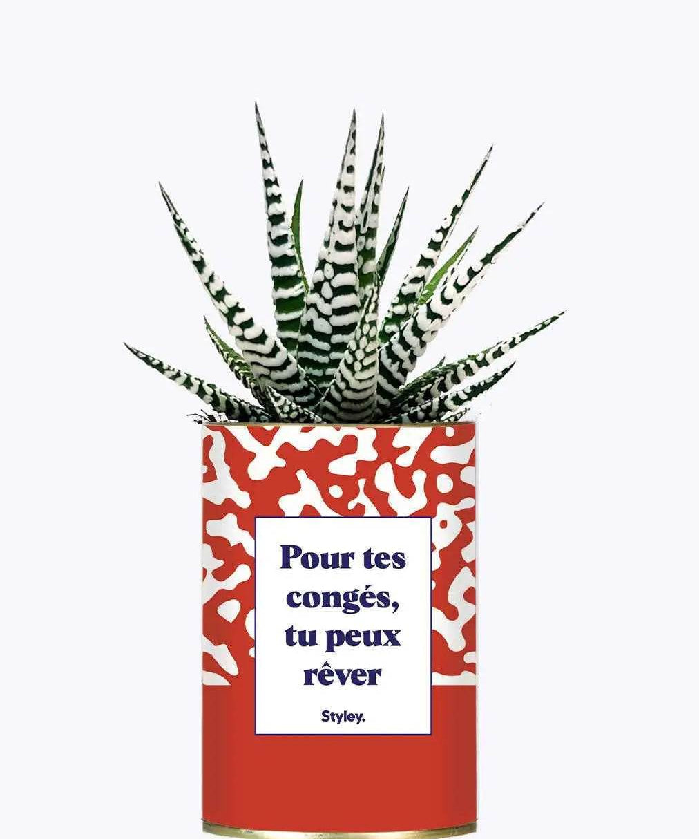 Pour tes congés, tu peux rêver - Plante Haworthia varié