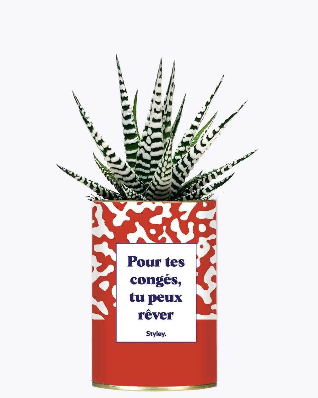 Pour tes congés, tu peux rêver - Plante Haworthia varié