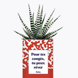 Pour tes congés, tu peux rêver - Plante Haworthia varié