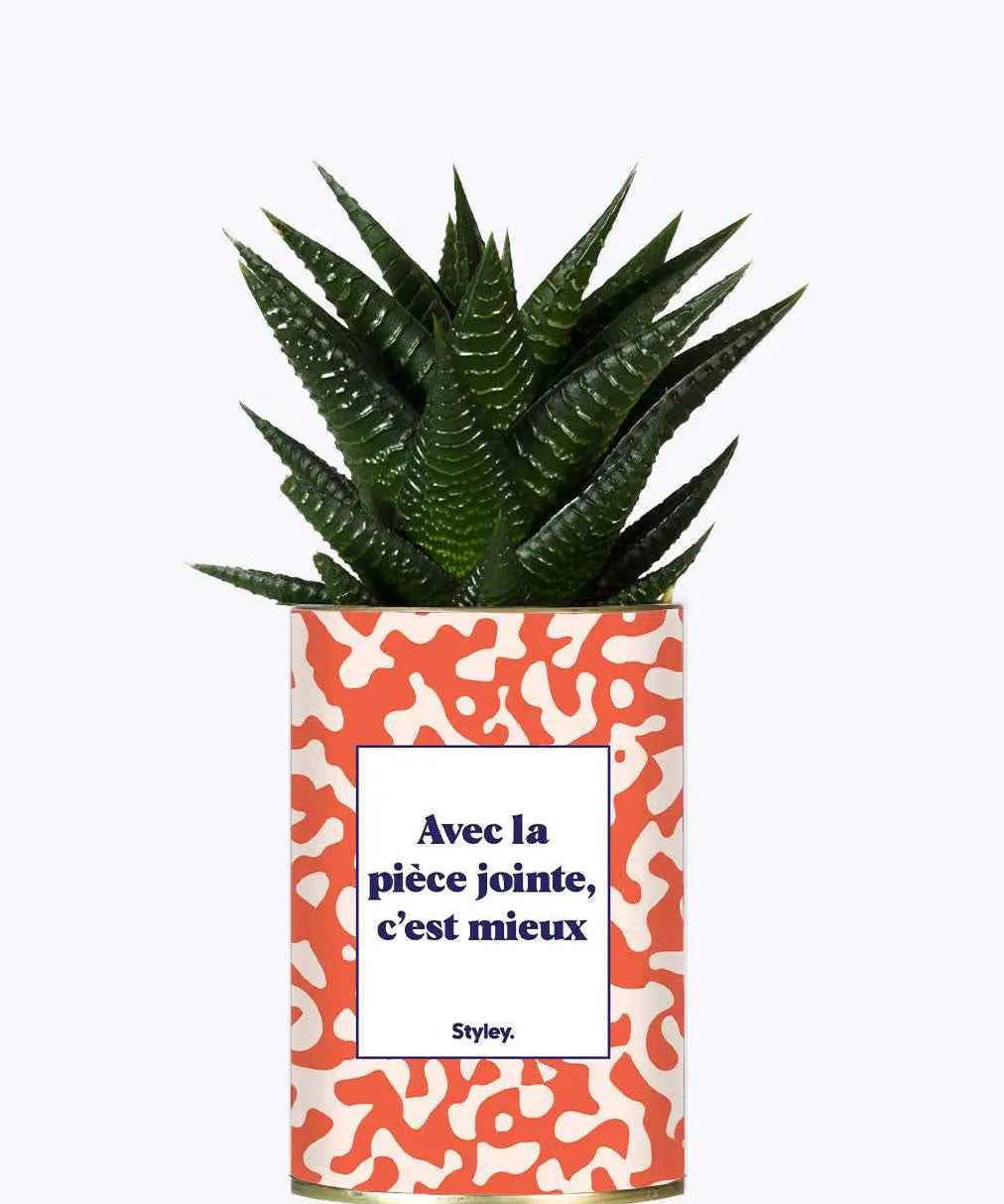 Avec la pièce jointe - Plante Haworthia varié