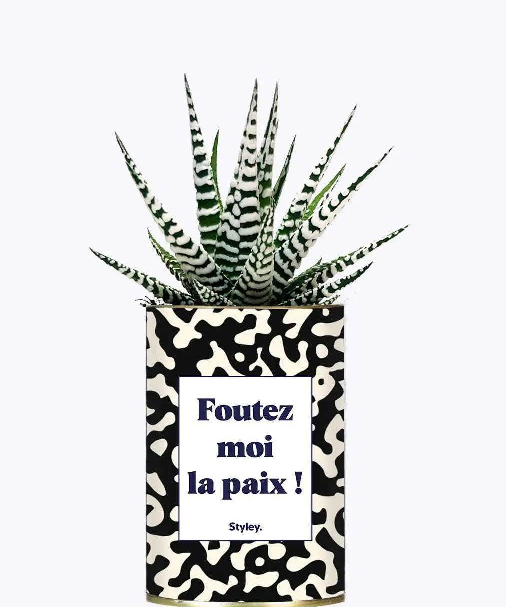Foutez moi la paix - Plante Haworthia varié