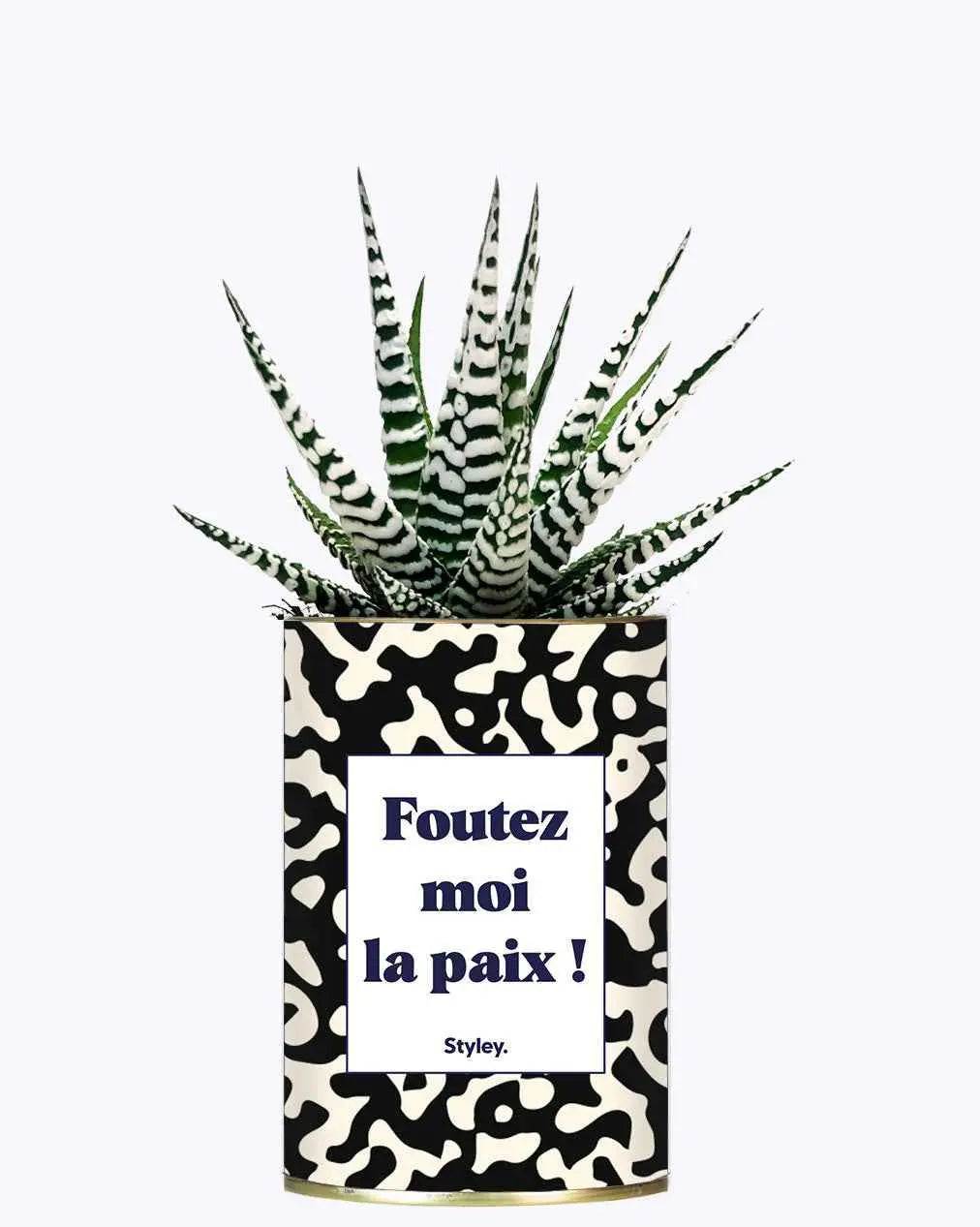 Foutez moi la paix - Plante Haworthia varié