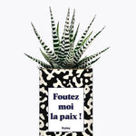 Foutez moi la paix - Plante Haworthia varié