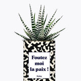 Foutez moi la paix - Plante Haworthia varié