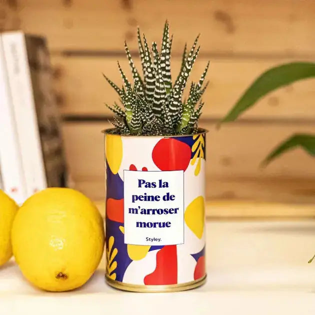 Pas la peine de m'arroser morue - Cactus