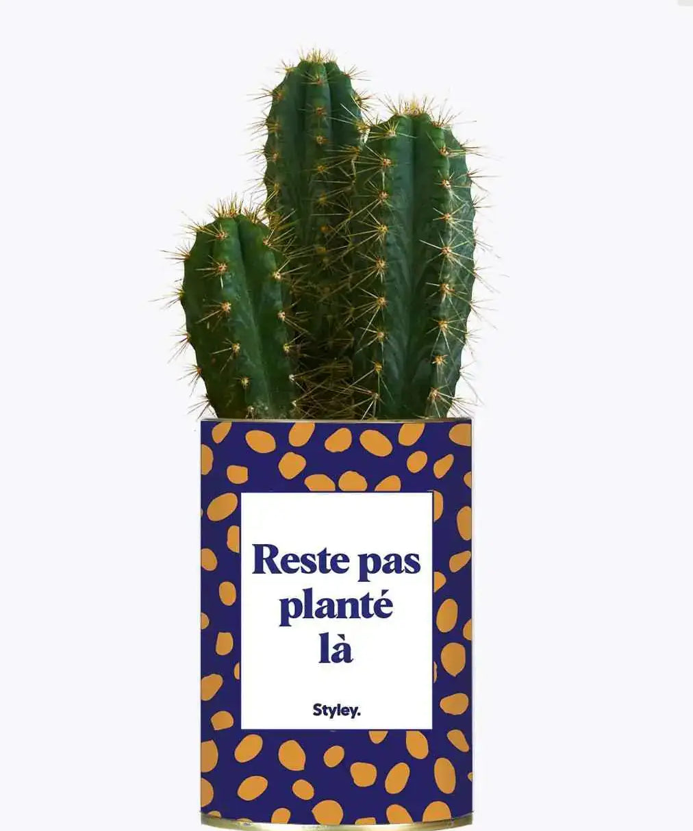 Reste pas planté là - Plante Cactus varié