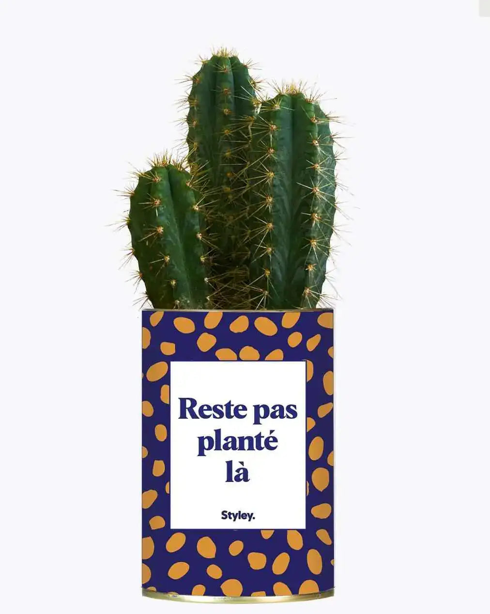 Reste pas planté là - Plante Cactus varié