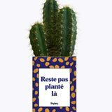 Reste pas planté là - Plante Cactus varié