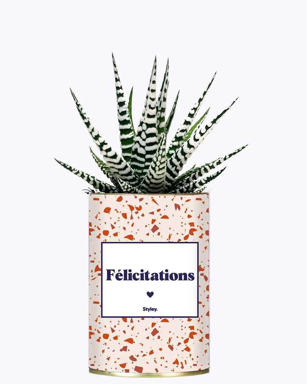 Félicitations - Plante Haworthia varié