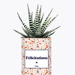 Félicitations - Plante Haworthia varié