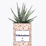 Félicitations - Plante Haworthia varié