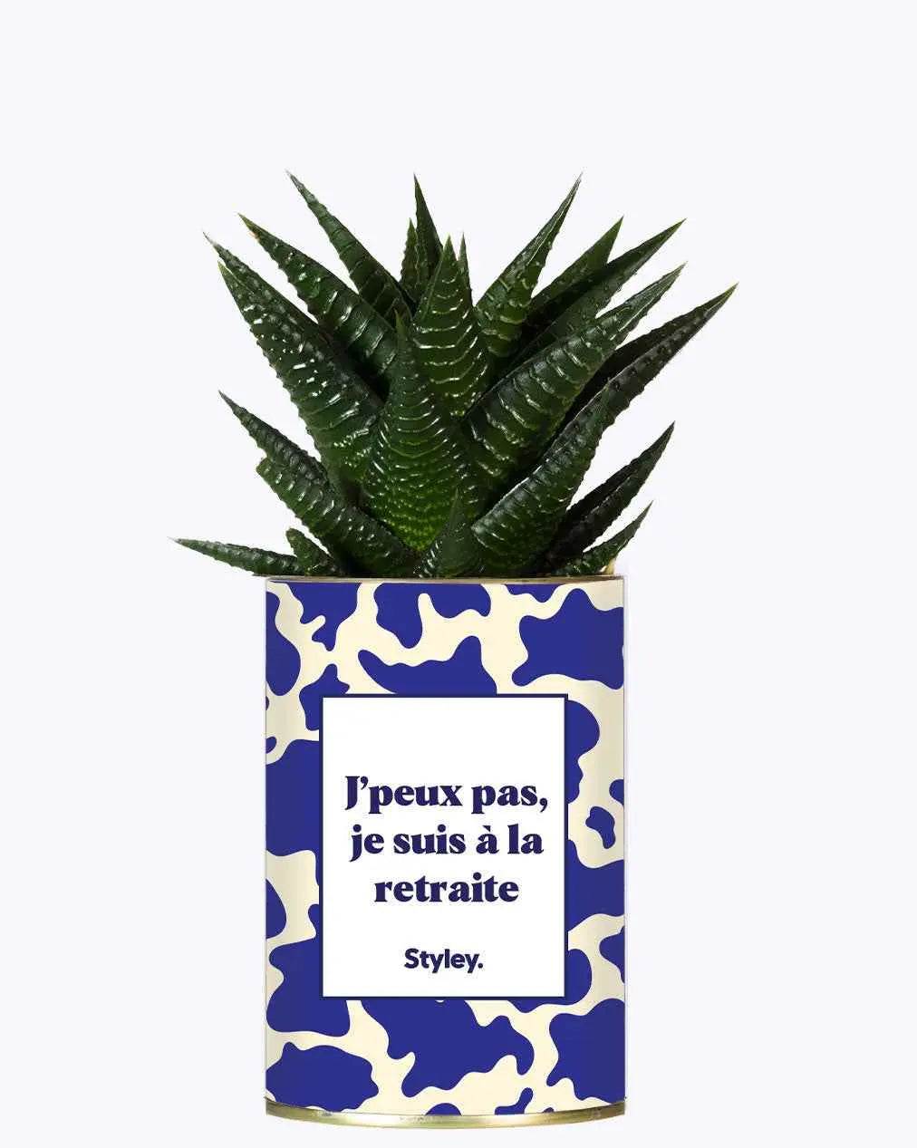 J'peux pas, je suis à la retraite - Plante Haworthia varié