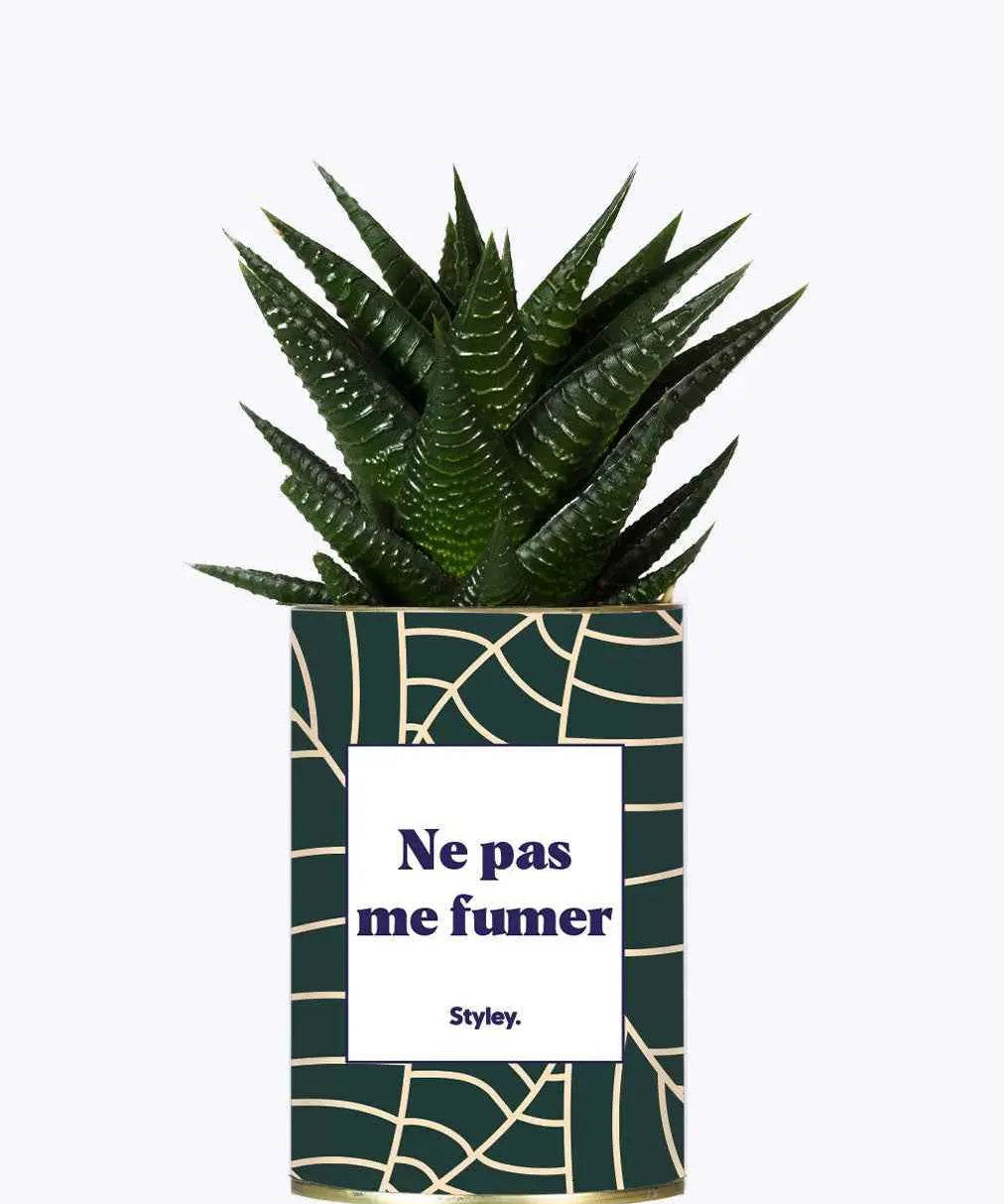Ne pas me fumer - Plante Haworthia varié