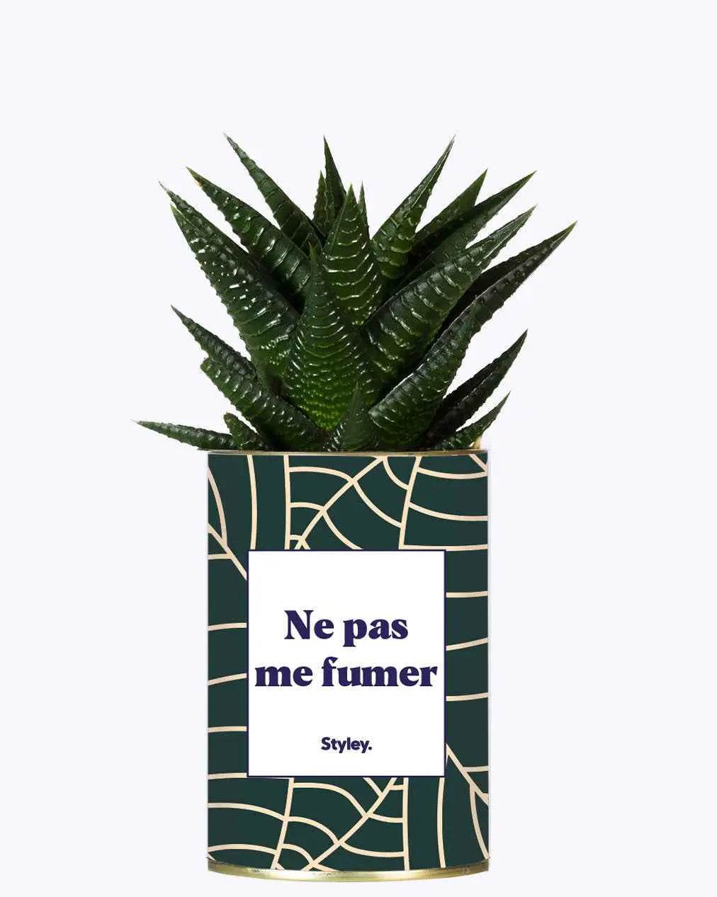 Ne pas me fumer - Plante Haworthia varié