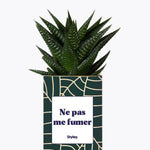 Ne pas me fumer - Plante Haworthia varié