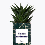 Ne pas me fumer - Plante Haworthia varié