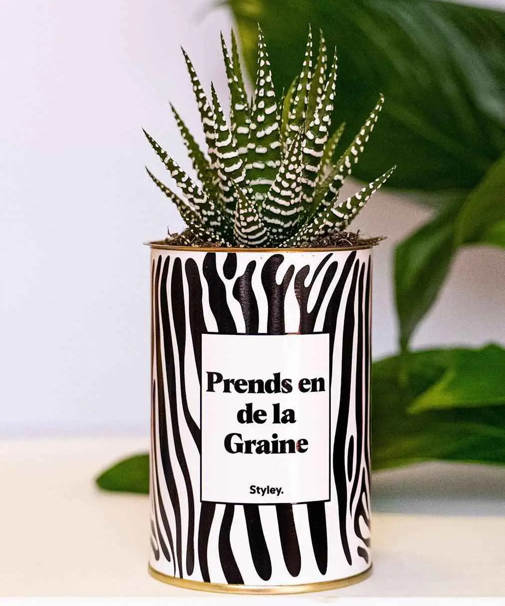 Prends en de la Graine - Plante Haworthia varié
