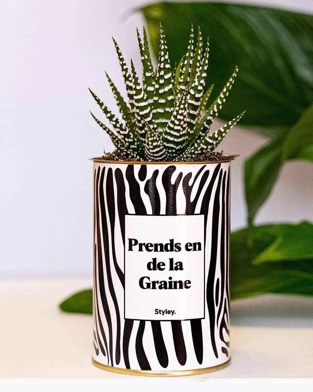 Prends en de la Graine - Plante Haworthia varié