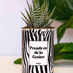 Prends en de la Graine - Plante Haworthia varié