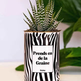 Prends en de la Graine - Plante Haworthia varié