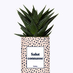 Salut Connasse - Plante grasse