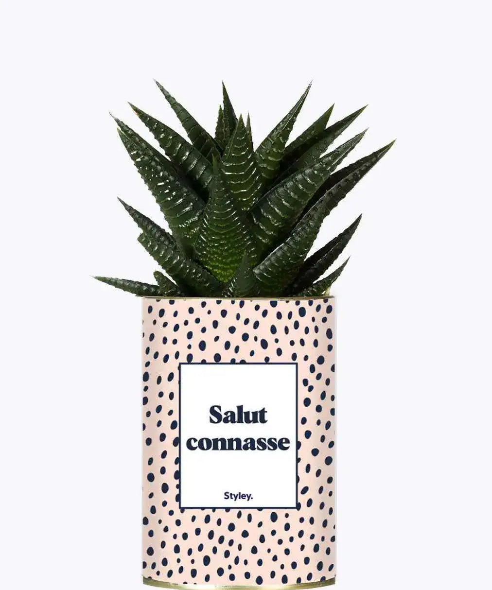 Salut Connasse - Plante Haworthia varié