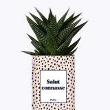 Salut Connasse - Plante Haworthia varié