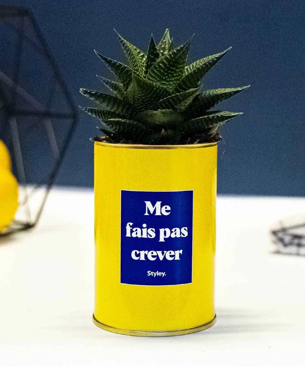 Me fais pas crever - Cactus